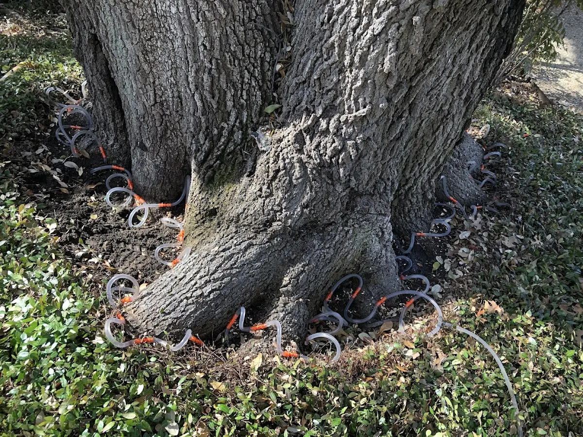 Detailed Tree Cabling and Bracing job site in Columbus Grove