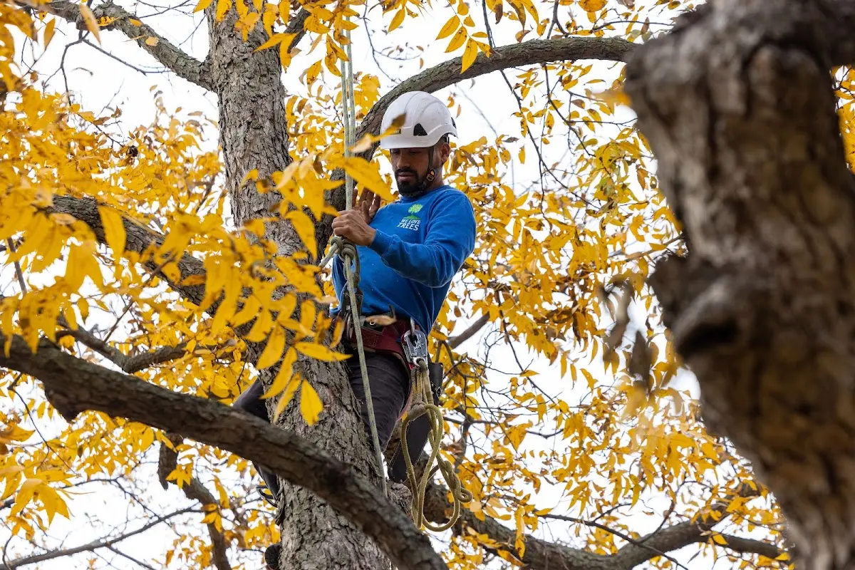 Skilled Tree Planing crew working in Columbus Grove