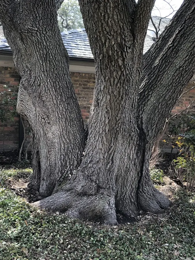 Mature heritage tree close to a Columbus Grove property cared for by certified arborists